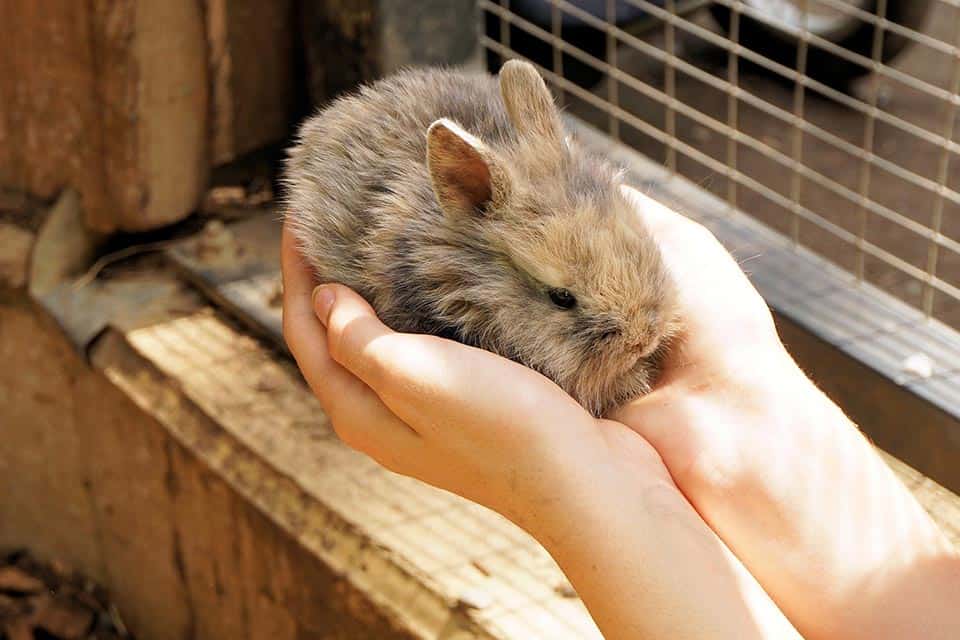 Do Rabbits Like To Be Cuddled Petsial