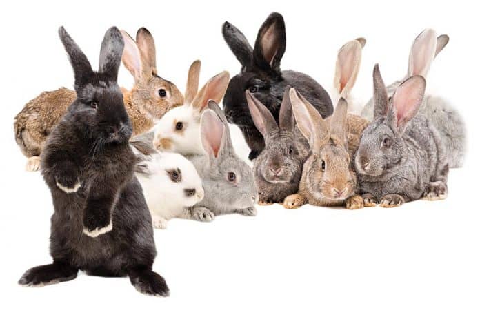 How Do You Pick Out Select A Rabbit