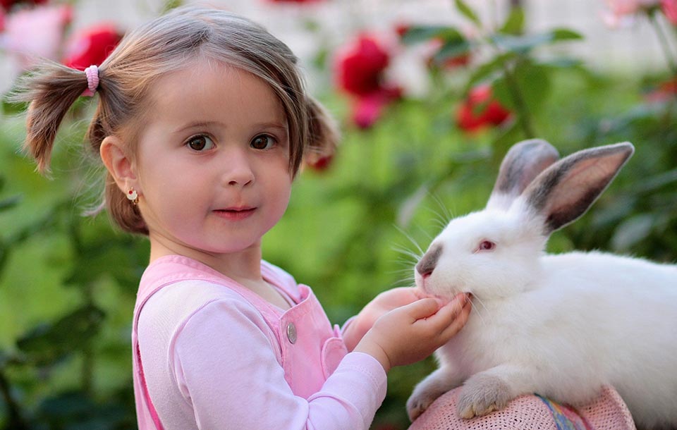 Are Rabbits Affectionate Pets Petsial