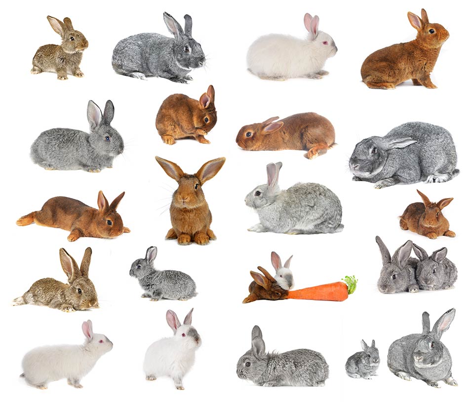 types of rabbits