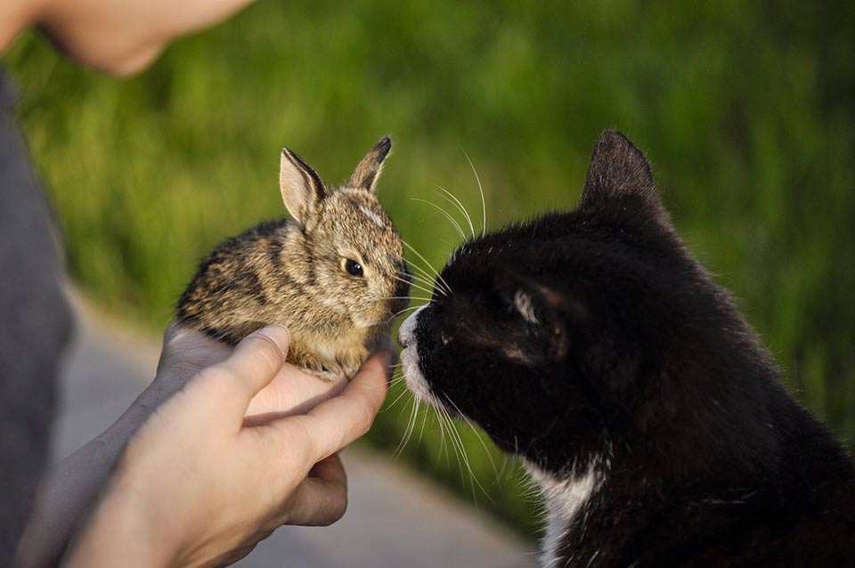 Rabbits Vs. Cats: How Do They Compare As Pets 