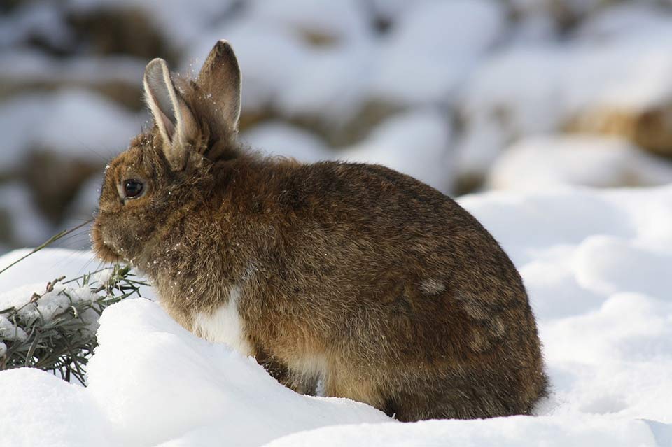 Can Rabbits Live Outside In The Winter Tips Petsial