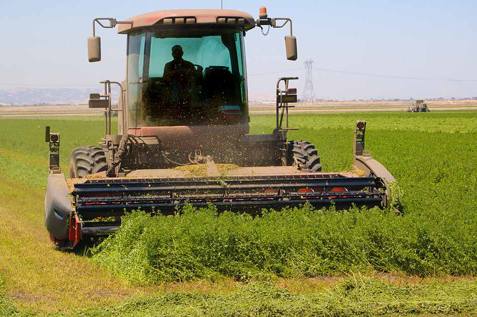 alfalfa hay for rabbits for sale