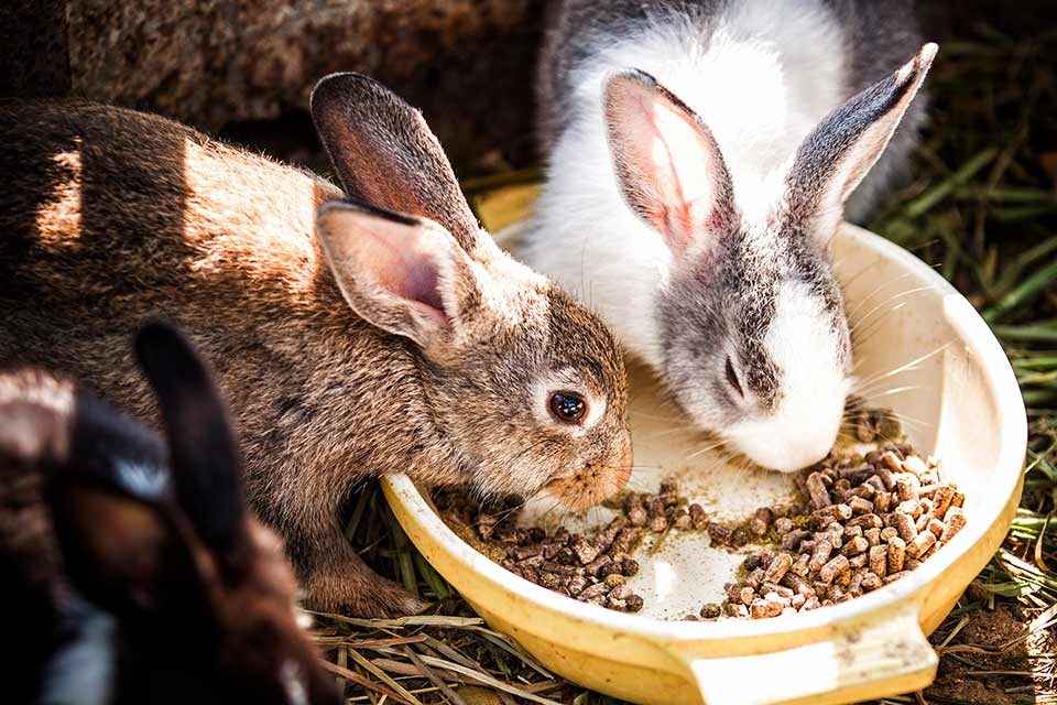 Why Do Rabbits Poop Pellets What Does it Mean | Petsial