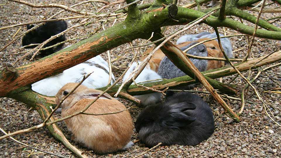 How Long Does It Take For A Rabbit To Give Birth Petsial