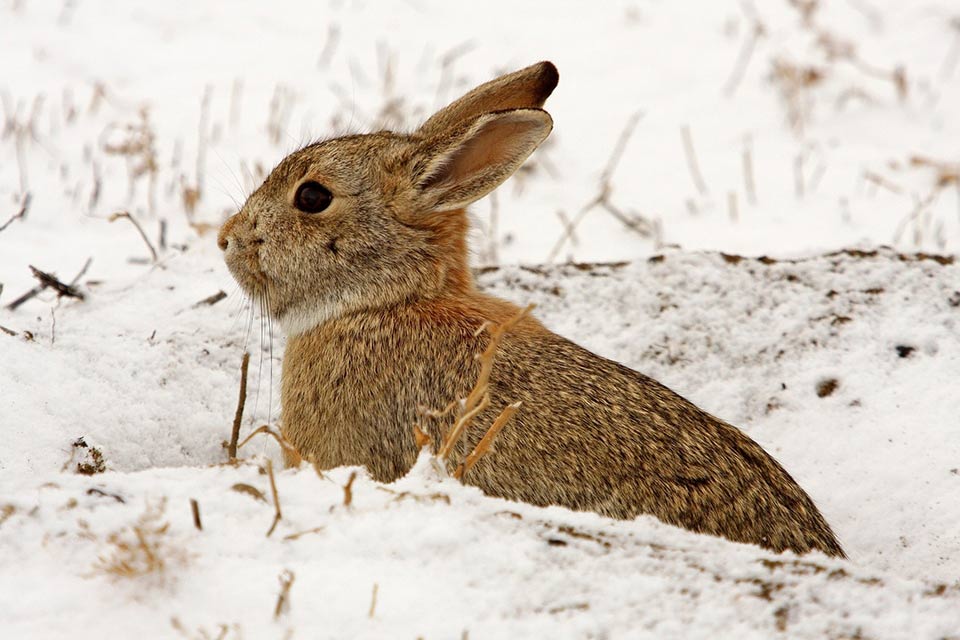 best food for wild rabbits in winter