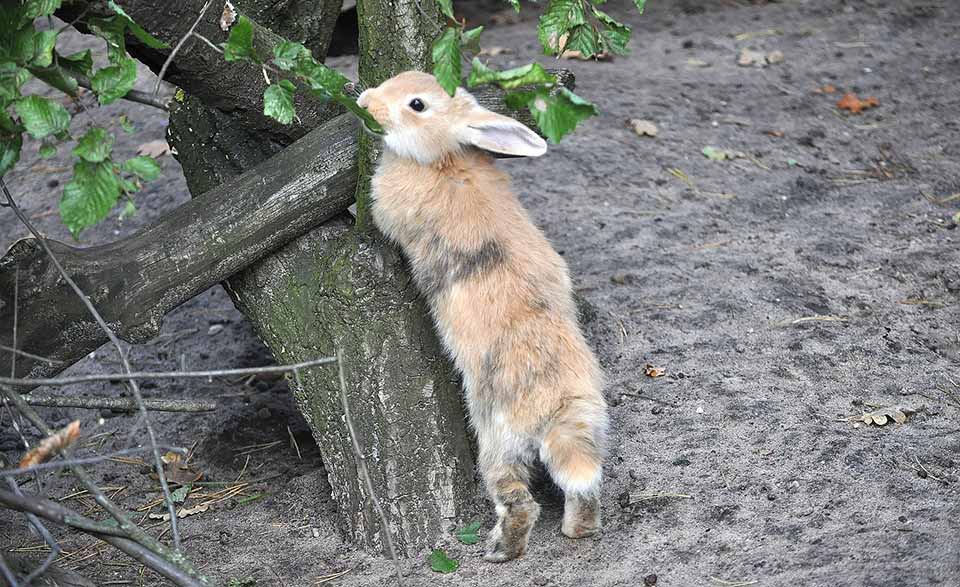 wild rabbit feeder