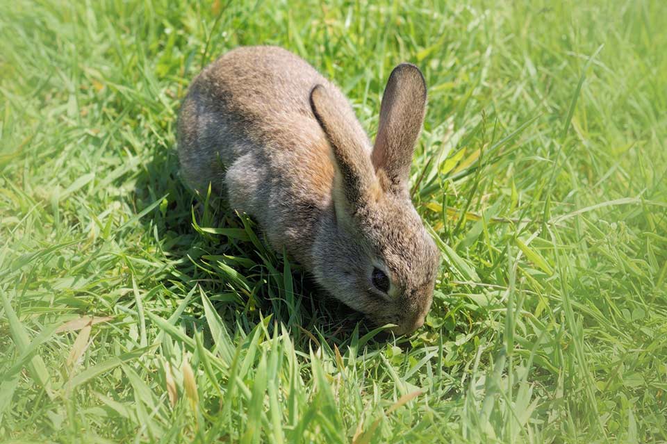 Why is My Rabbit Rubbing His Chin on Everything | Petsial