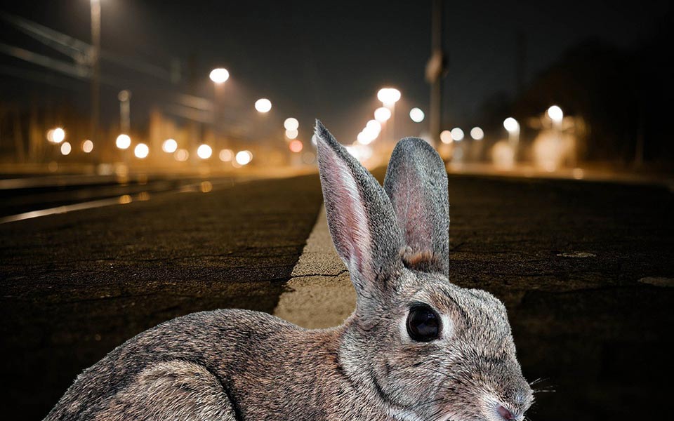 Do Rabbits Have Good Night Vision? 