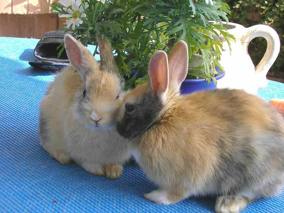 How Good is a Rabbit'S Sense of Smell? 