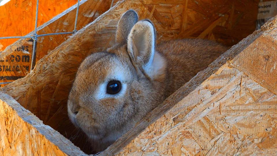 Why Is My Rabbit Shaking - Why Is My Dog Shaking? - I Love Veterinary : This sounds a bit strange, doesn't it?