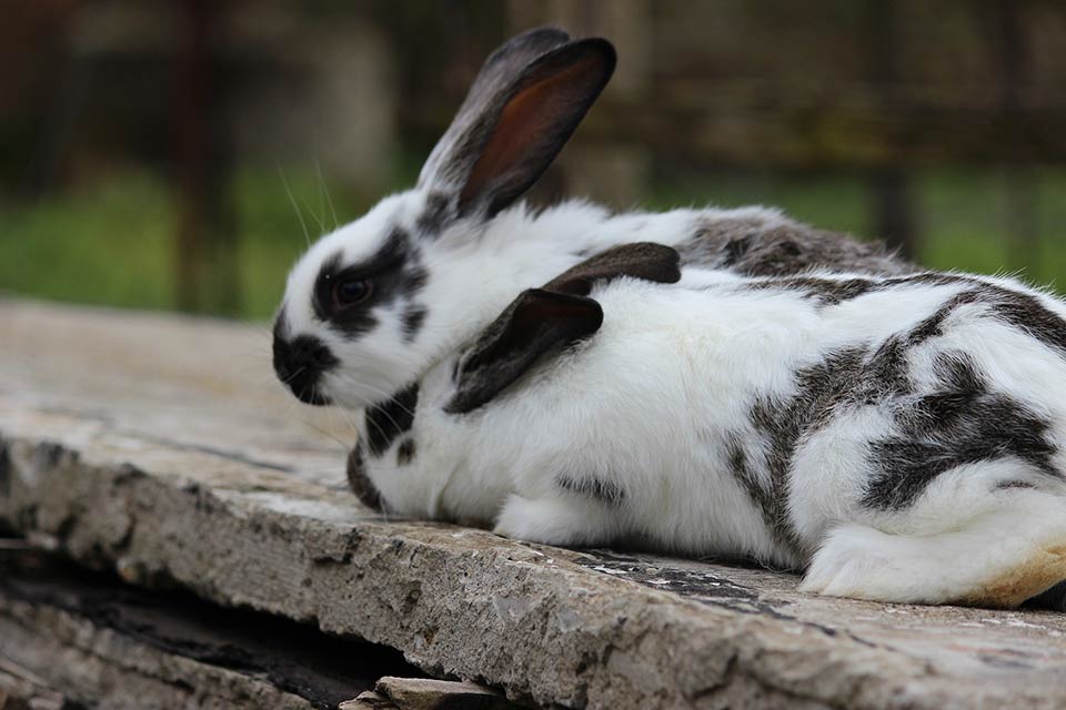 Why is My Rabbit Losing Balance | Petsial
