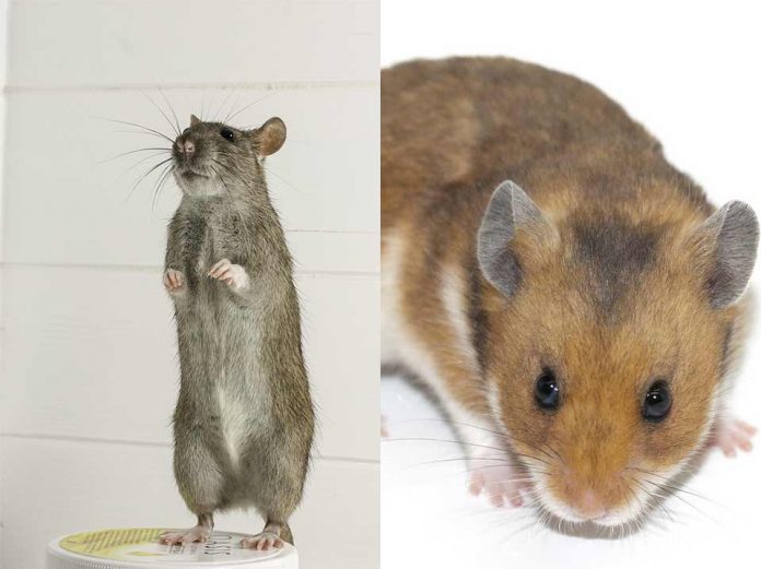 are hamsters and rats the same