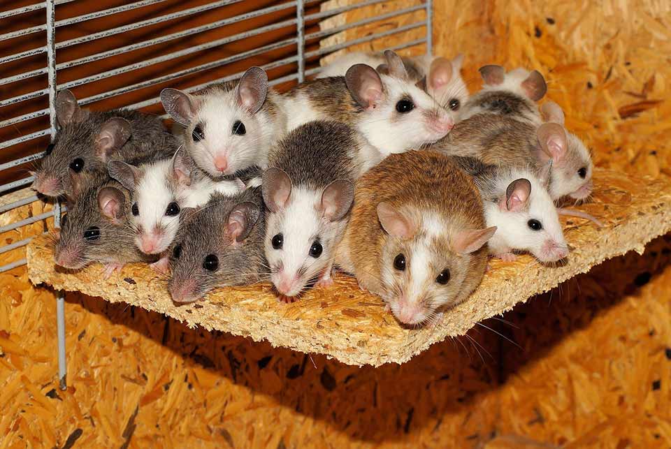 Will Pet Rats Attract Other Rodents Petsial